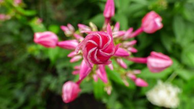 Pembe vida çiçeği. Yazın birçok çiçek açar ve her zaman büyüleyicidir.