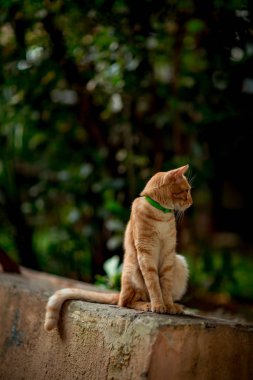 Kızıl saçlı, ev yapımı sevimli kedi oturur ve bekler, yeşil gözlü, oturur ve bekler, dışarıda.