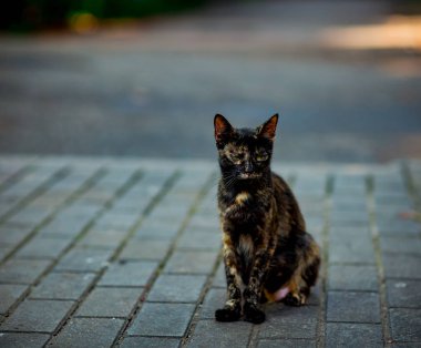 Renkli, şirin kedi oturuyor ve bekliyor, yeşil gözlü.