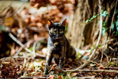 Renkli, şirin kedi oturuyor ve bekliyor, yeşil gözlü.