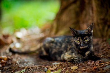 Renkli, şirin kedi oturuyor ve bekliyor, yeşil gözlü.