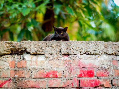 Siyah, korkunç, yeşil gözlü kedi, tuğla duvarda oturuyor, Cadılar Bayramı 'nda.