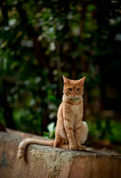 Rödhårig Hemmagjord Söt Katt Sitter Och Väntar Med Gröna Ögon — Stockfoto
