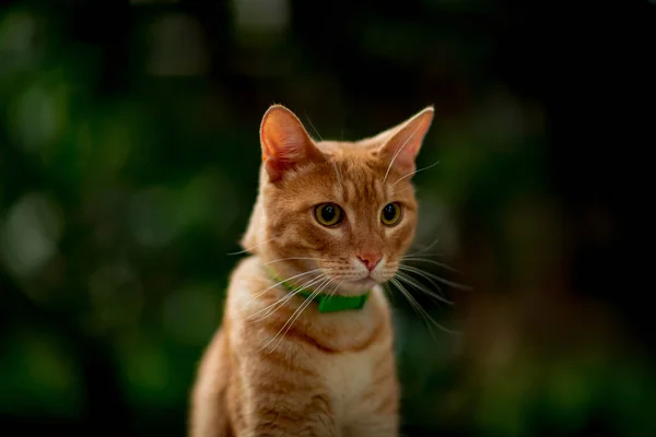 Rothaarig Hausgemachte Süße Katze Sitzt Und Wartet Mit Grünen Augen — Stockfoto