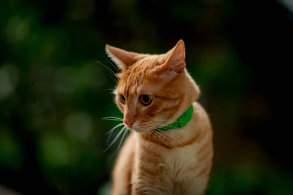 Pelirroja Gato Lindo Casero Sienta Espera Con Ojos Verdes Sienta — Foto de Stock