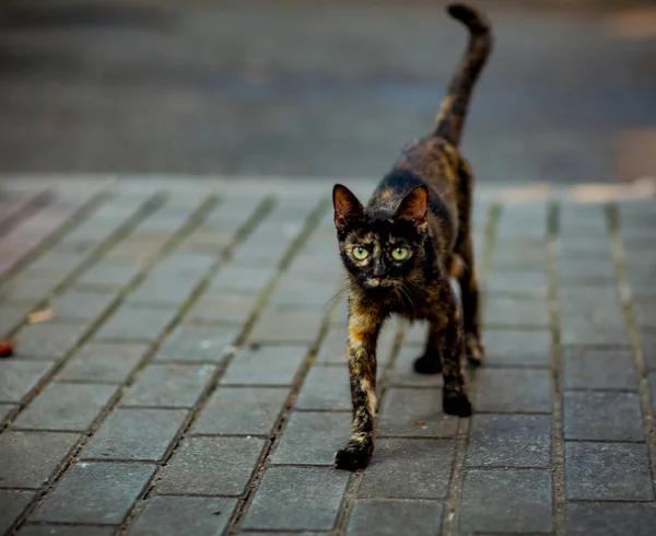 五颜六色 可爱的猫坐着等着 绿色的眼睛 — 图库照片