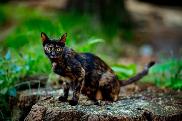 Colored Cute Cat Sits Waits Green Eyes — Stock Photo, Image