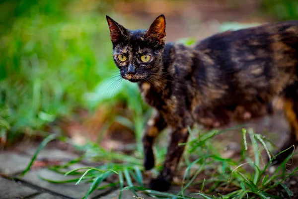 Кольоровий Милий Кіт Сидить Чекає Зеленими Очима — стокове фото