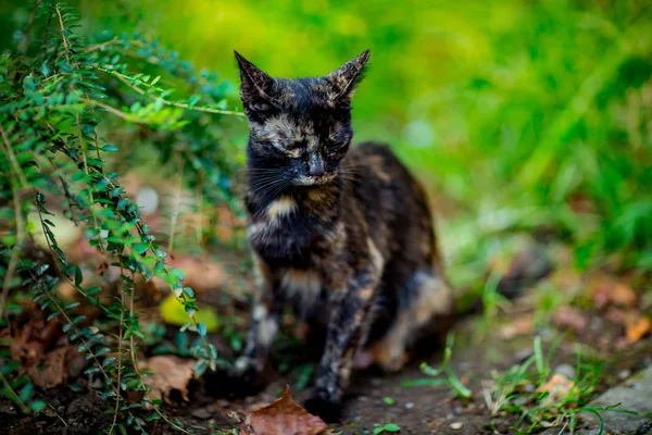 Colorido Gato Bonito Senta Espera Com Olhos Verdes — Fotografia de Stock