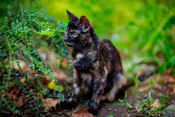 Colored Cute Cat Sits Waits Green Eyes — Stock Photo, Image