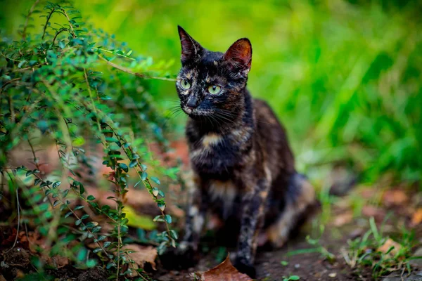 Colorido Gato Bonito Senta Espera Com Olhos Verdes — Fotografia de Stock