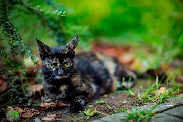 colored, cute cat sits and waits, with green eyes