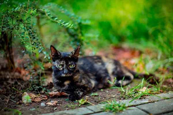 colored, cute cat sits and waits, with green eyes