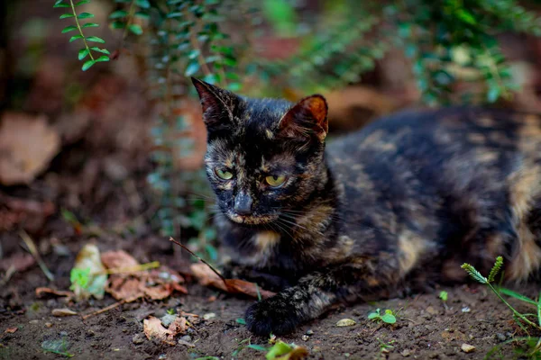 colored, cute cat sits and waits, with green eyes