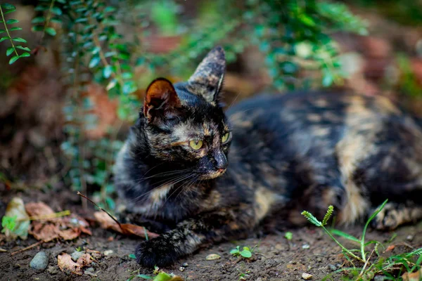 Colored Cute Cat Sits Waits Green Eyes — Stock Photo, Image