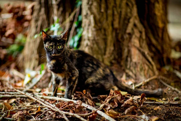 colored, cute cat sits and waits, with green eyes