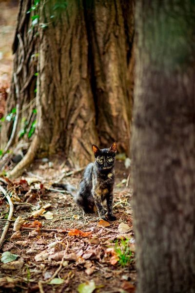 かわいい猫が座って待ってて緑の目で — ストック写真