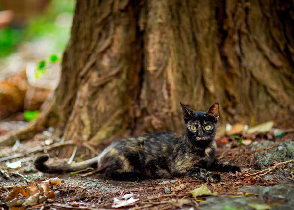 Colorido Gato Bonito Senta Espera Com Olhos Verdes — Fotografia de Stock