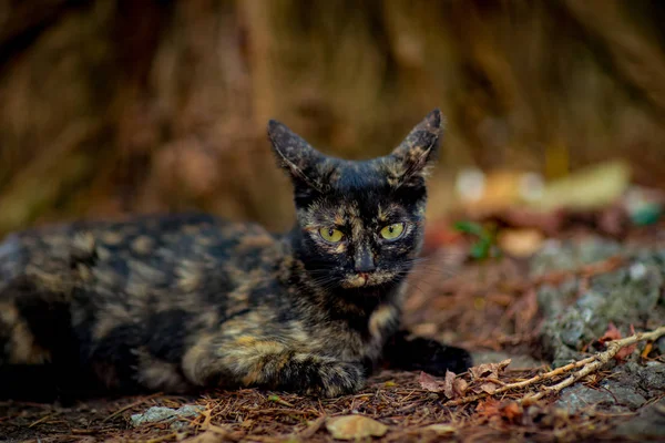 colored, cute cat sits and waits, with green eyes