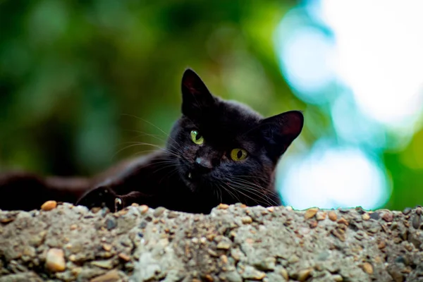 万圣节那天 一只长着绿眼睛的黑色可怕的猫坐在砖墙上 — 图库照片