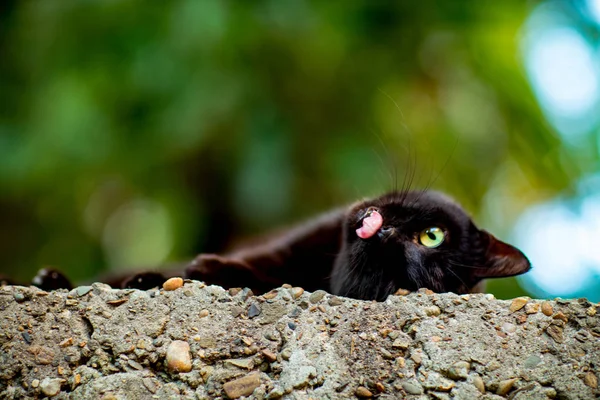 Negro Gato Asustadizo Con Ojos Verdes Sentado Una Pared Ladrillo — Foto de Stock