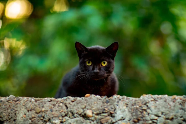 万圣节那天 一只长着绿眼睛的黑色可怕的猫坐在砖墙上 — 图库照片