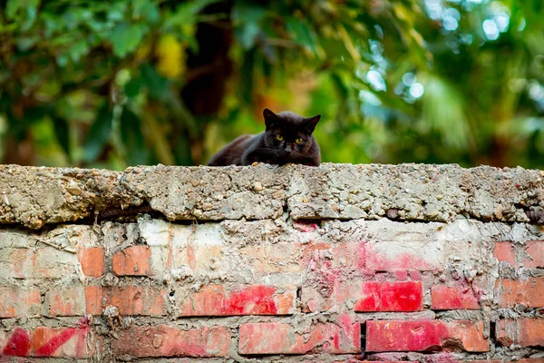 black, scary cat with green eyes, sitting on a brick wall, on Halloween