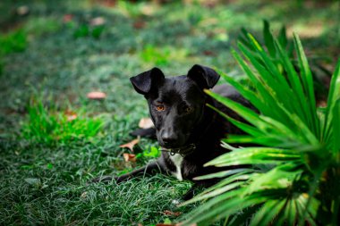 Siyah sevimli köpek, bir yaz günü sokakta yatıyor, yeşil çimlerin üzerinde, ağaçların yanında.