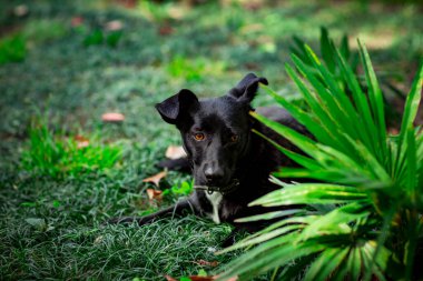 Siyah sevimli köpek, bir yaz günü sokakta yatıyor, yeşil çimlerin üzerinde, ağaçların yanında.