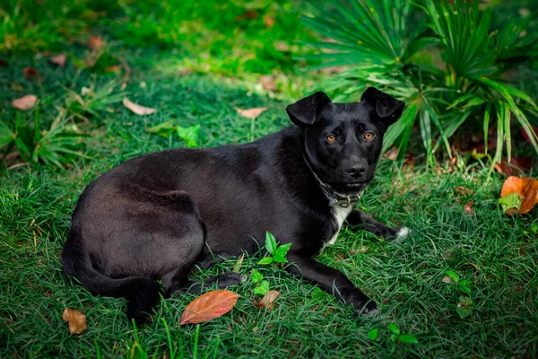 Černý Roztomilý Pes Ležící Ulici Letní Den Zelené Trávě Blízkosti — Stock fotografie