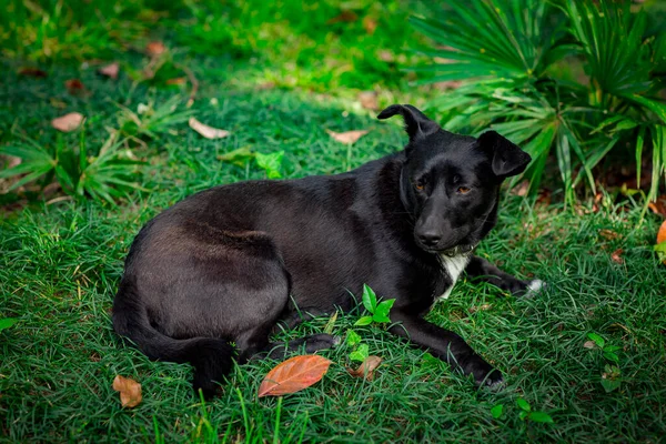 Negro Lindo Perro Acostado Calle Día Verano Hierba Verde Cerca — Foto de Stock