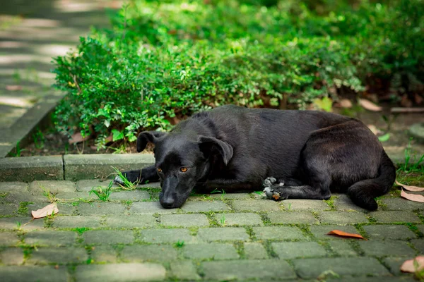 Schwarzer Süßer Hund Einem Sommertag Auf Der Straße Liegend Auf — Stockfoto