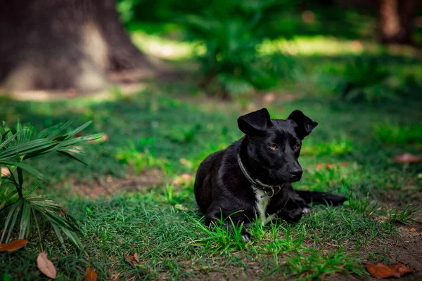 Czarny Uroczy Pies Leżący Ulicy Letni Dzień Zielonej Trawie Pobliżu — Zdjęcie stockowe