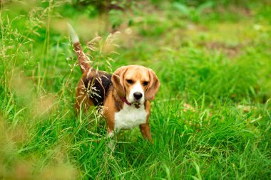 Tatlı Beagle köpek yavrusu, yeşil çimlerin üzerinde parkta oynuyor.