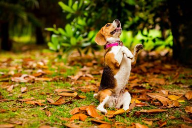 Pembe yakalı bir köpek yavrusunu eğitiyor, iki arka bacağı üzerinde oturuyor.