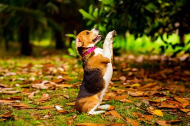 Pembe yakalı bir köpek yavrusunu eğitiyor, iki arka bacağı üzerinde oturuyor.
