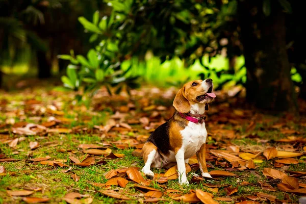 Filhote Cachorro Beagle Sentado Folhas Amarelas Parque — Fotografia de Stock