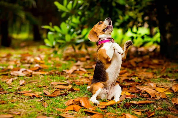Entraînement Chiot Beagle Dans Collier Rose Assis Sur Deux Pattes — Photo