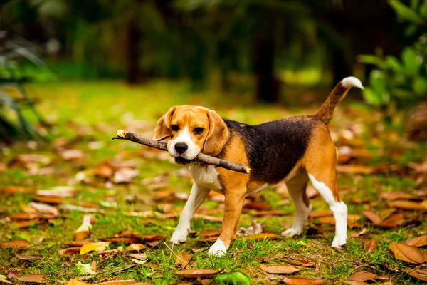 cute Beagle puppy in a pink collar, playing with a stick on yellow leaves and grass