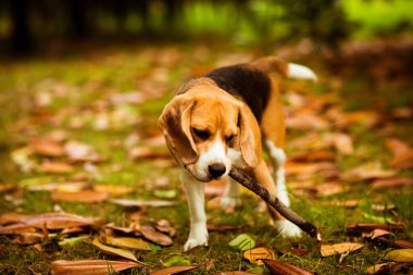 Pembe yakalı sevimli Beagle köpek yavrusu, sarı yapraklar ve çimenler üzerinde sopayla oynuyor.