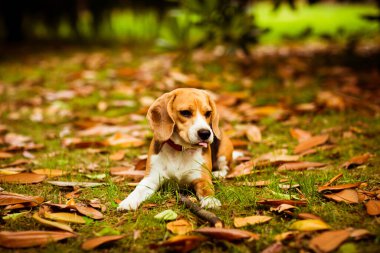 Pembe yakalı sevimli Beagle köpek yavrusu, sarı yapraklar ve çimlerde oynuyor, sonbahar günü parkta.