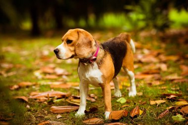 Pembe yakalı sevimli Beagle köpek yavrusu, sarı yapraklar ve çimlerde oynuyor, sonbahar günü parkta.