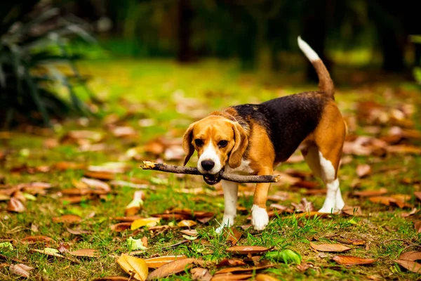 Bonito Beagle Filhote Cachorro Colarinho Rosa Jogando Com Pau Folhas — Fotografia de Stock