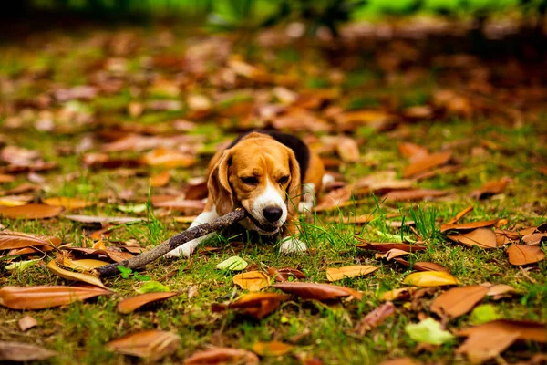 cute Beagle puppy in a pink collar, playing with a stick on yellow leaves and grass