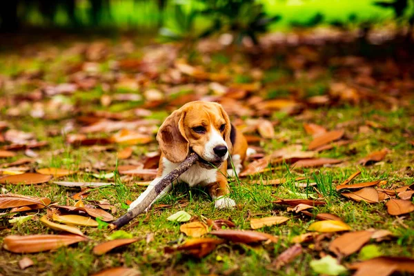 Schattig Beagle Puppy Een Roze Kraag Spelen Met Een Stok — Stockfoto