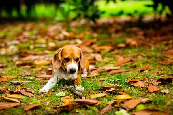 Schattig Beagle Puppy Een Roze Kraag Spelen Met Een Stok — Stockfoto