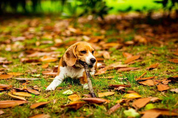 Lindo Cachorro Beagle Collar Rosa Jugando Con Palo Hojas Amarillas —  Fotos de Stock