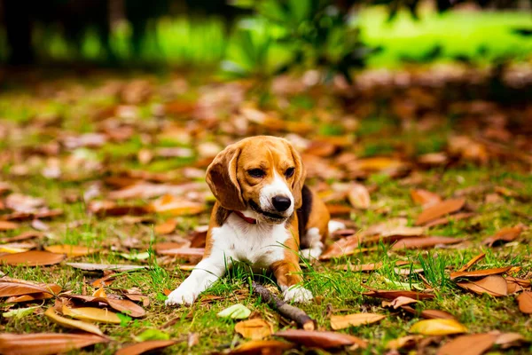 Schattig Beagle Puppy Een Roze Kraag Spelen Gele Bladeren Gras — Stockfoto