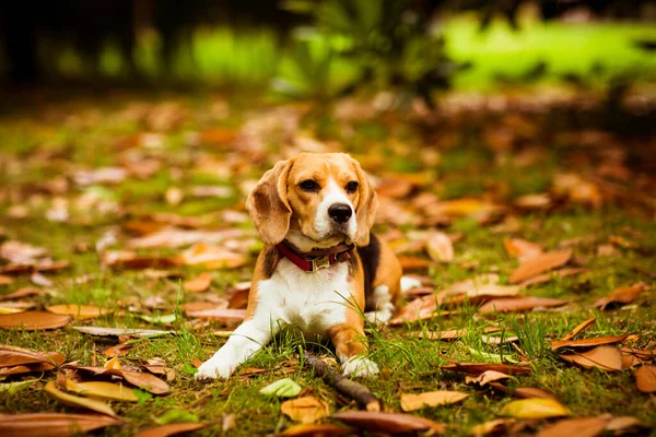 Lindo Cachorro Beagle Collar Rosa Jugando Con Hojas Amarillas Hierba — Foto de Stock