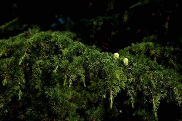 自然の緑の背景 木の枝クリスマスツリー 若い緑のコーン コピーする場所と — ストック写真